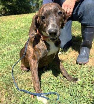 Girlie -  Plott Hound Dog for Adoption in Philippi, West Virginia - Girlie | PetCurious