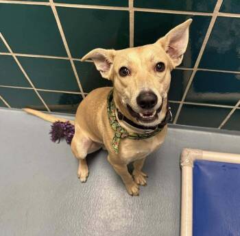 Jameson -  Labrador Retriever and Mixed Breed Dog Available for Adoption in Saugus, Massachusetts - Jameson | PetCurious