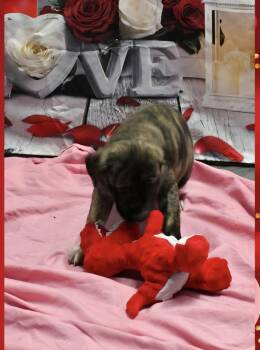 Pit Bull Terrier Dogs Available for Adoption - Marion Bs : Bryn | PetCurious