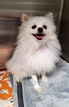 Rescue Pomeranian Dogs for Adoption in Los Angeles, California - Snowy | PetCurious