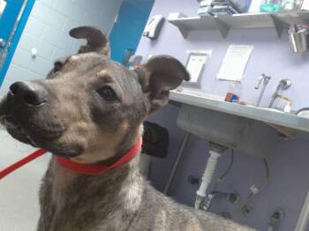 CINNAMON -  German Shepherd Dog and Mixed Breed Dog for Adoption in Albuquerque, New Mexico - CINNAMON | PetCurious