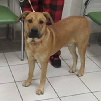 Rescue Mixed Breed Dogs for Adoption in Fairfax Station, Virginia - Pistachio | PetCurious