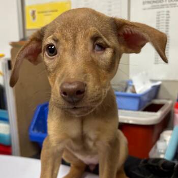 Noosey -  Shepherd and Mixed Breed Dog for Adoption in Yuma, Arizona - Noosey | PetCurious