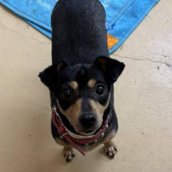 Rescue Chihuahua and Mixed Breed Dogs for Adoption in Washington, District Of Columbia - Mamma Mia | PetCurious