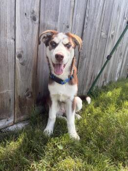 Prissy -  Husky Dog for Adoption in Lafayette, Colorado - Prissy | PetCurious