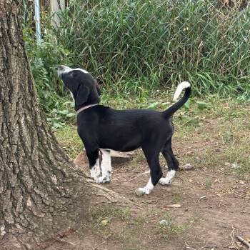 Rescue Mixed Breed Dogs for Adoption in Buffalo, Minnesota - Tempura | PetCurious