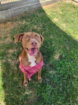 Rescue Pit Bull Terrier Dogs for Adoption in Eagle, Idaho - Autumn **Courtesy Post. Out Of Town Pet. See Below For Details** | PetCurious