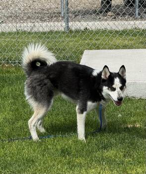 61518311 -  Husky Dog for Adoption in Elko, Nevada - 61518311 | PetCurious