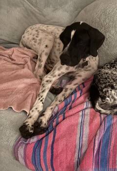Rescue English Pointer Dogs for Adoption in Chelsea, Michigan - Available For Adoption - Ember (located In USA) | PetCurious