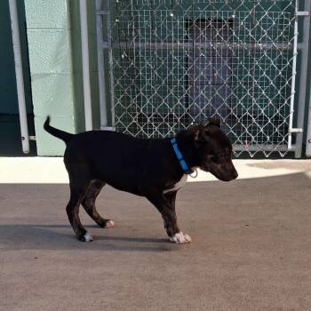 Thelma -  Terrier and Mixed Breed Dog for Adoption in Blountville, Tennessee - Thelma | PetCurious