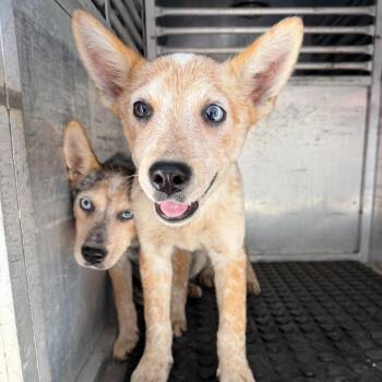 Sazon -  Cattle Dog Dog for Adoption in Edinburg, Texas - Sazon | PetCurious