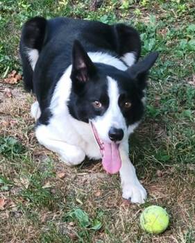 Rescue Border Collie Dogs for Adoption in Indianapolis, Indiana - Clark | PetCurious