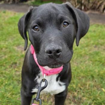 Mixed Breed Dogs Available for Adoption - NALA - ARRIVING IN MAINE IN EARLY MARCH | PetCurious