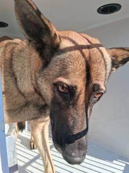 Rescue German Shepherd Dog and Mixed Breed Dogs for Adoption in Houston, Texas - A644543 | PetCurious