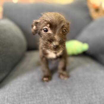 Baxter -  Terrier and Mixed Breed Dog for Adoption in Sacramento, California - Baxter | PetCurious