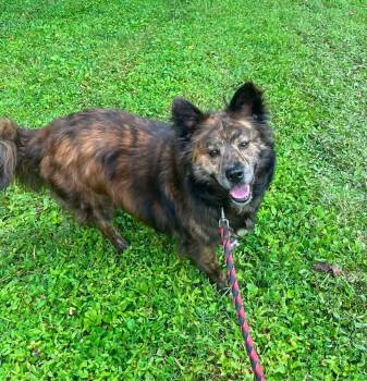 Roxanne -  Chow Chow Dog for Adoption in Salem, West Virginia - Roxanne | PetCurious