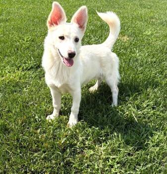 Milky -  Chihuahua Dog for Adoption in Severance, Colorado - Milky | PetCurious