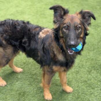 Shepherd and Retriever Dogs Available for Adoption in Hillside, Illinois - Paige CA | PetCurious