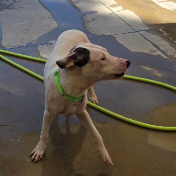 John Paul -  Mixed Breed Dog for Adoption in Freeport, Florida - John Paul | PetCurious