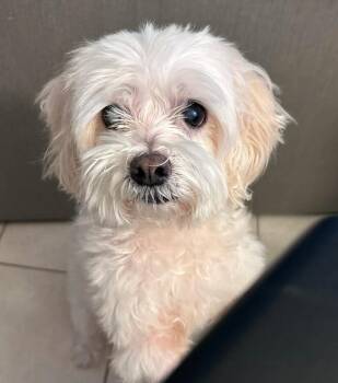 Maltese Dogs Available for Adoption - Prince | PetCurious