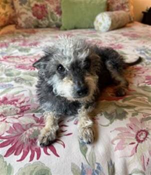 Poodle Dogs Available for Adoption - ANNIE | PetCurious
