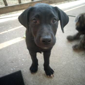 RUSH -  Black Labrador Retriever Dog for Adoption in Chicopee, Massachusetts - RUSH | PetCurious