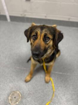 Mixed Breed Dogs Available for Adoption in Sevierville, Tennessee - Lorelei | PetCurious