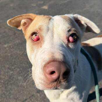Delilah -  Pit Bull Terrier and Great Pyrenees Dog for Adoption in Stillwater, Oklahoma - Delilah | PetCurious