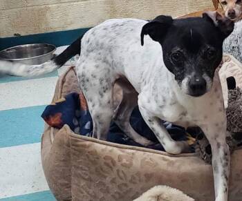 Rat Terrier Dogs Available for Adoption - 260137  Chip | PetCurious