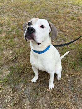 Frankie -  American Bulldog and Boxer Dog for Adoption in Elizabethtown, New York - Frankie | PetCurious