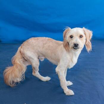 Terrier Dogs Available for Adoption in Pasadena, California - CYRUS | PetCurious