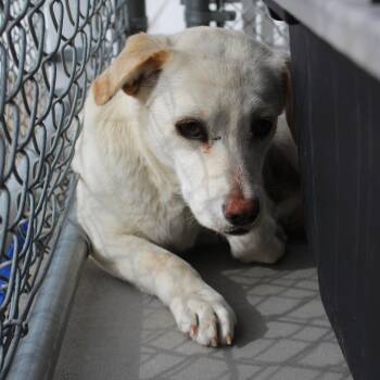 Chihuahua and Yellow Labrador Retriever Dogs Available for Adoption - Mackenzie | PetCurious