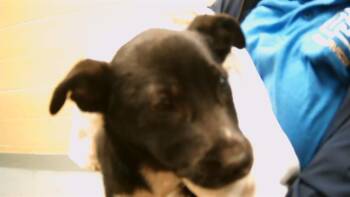 Rescue Labrador Retriever Dogs for Adoption in Tulsa, Oklahoma - COGSWORTH | PetCurious