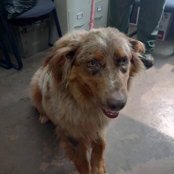 26-070 -  Australian Shepherd Dog for Adoption in Carrollton, Ohio - 26-070 | PetCurious