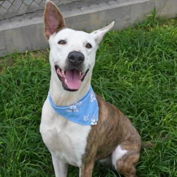 Giggles -  Mixed Breed Dog for Adoption in Beaumont, Texas - Giggles | PetCurious