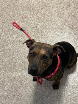 Bunny -  Pit Bull Terrier Dog for Adoption in Troy, Ohio - Bunny | PetCurious