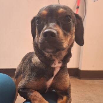 Dachshund and Chihuahua Dogs Available for Adoption - Aglet | PetCurious