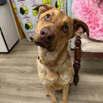 Mixed Breed Dogs Available for Adoption - Douglas | PetCurious