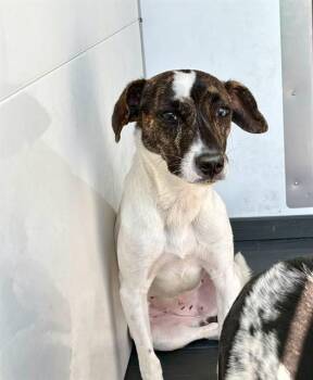 LUNA -  Parson Russell Terrier and Mixed Breed Dog for Adoption in San Bernardino, California - LUNA | PetCurious