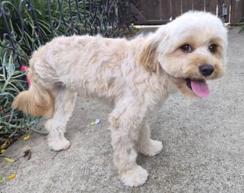Gaby -  Poodle and Terrier Dog for Adoption in Los Angeles, California - Gaby | PetCurious