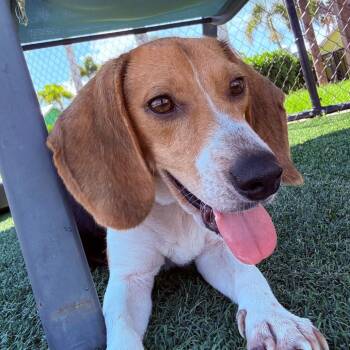 Autumn -  Beagle and Mixed Breed Dog for Adoption in Bradenton, Florida - Autumn | PetCurious