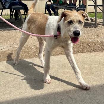 Oscar -  Terrier Dog for Adoption in Evansville, Indiana - Oscar | PetCurious