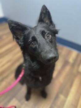 Lucy JCAC -  German Shepherd Dog and Cattle Dog Dog Available for Adoption in Gillsville, Georgia - Lucy JCAC | PetCurious