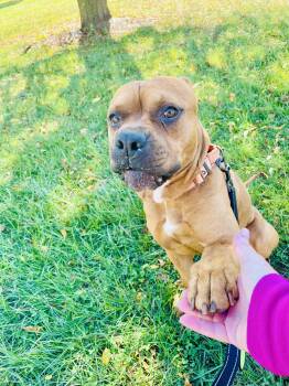 Rescue American Bully Dogs for Adoption in East Orange, New Jersey - Bruce | PetCurious