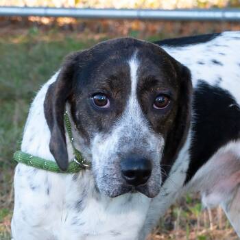 Rescue Hound Dogs for Adoption in Troy, Ohio - Starsky | PetCurious