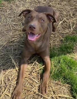 Labrador Retriever and Mixed Breed Dogs Available for Adoption - CHESSIE | PetCurious