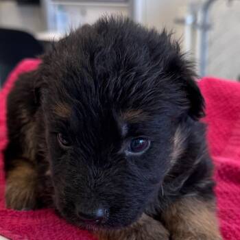 820 (2026) Raspberry Ripple -  German Shepherd Dog and Australian Shepherd Dog for Adoption in Parker, Colorado - 820 (2026) Raspberry Ripple | PetCurious