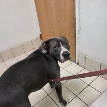 Mixed Breed Dogs Available for Adoption in Charleston, West Virginia - Bran Flakes | PetCurious