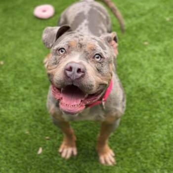 Flower A2270685 -  Pit Bull Terrier Dog for Adoption in Middletown, New York - Flower A2270685 | PetCurious