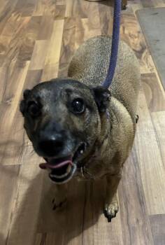 Mea -  Jack Russell Terrier Dog for Adoption in Baldwin, Michigan - Mea | PetCurious